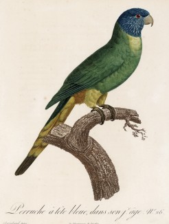 Молодой синеголовый ожереловый попугай (лист 26 иллюстраций к первому тому Histoire naturelle des perroquets Франсуа Левальяна. Изображения попугаев из этой работы считаются одними из красивейших в истории. Париж. 1801 год)