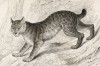 Полярная рысь (Felis Canadensis (лат.)) (лист 33 тома III "Библиотеки натуралиста" Вильяма Жардина, изданного в Эдинбурге в 1834 году)