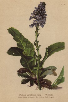 Вульфения каринтская (Wulfenia carinthiaca (лат.)) названа по имени профессора Франца Ксавьера, Фрайхерра фон Вулфена, ботаника и аббата Иезуитского ордена XVIII века из Австрии (из Atlas der Alpenflora. Дрезден. 1897 год. Том IV. Лист 377)