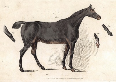 Лошадь серой масти. Из альбома литографий Генри Алкена The Beauties and Defects in the Figure of the Horse, л.9. Лондон, 1816