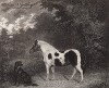 Пони по кличке Бьюти и собака Генерал. Гравюра с живописного оригинала Чарльза Шванфелдера, художника-анималиста при дворе королей Англии Георга III и Георга IV. Лондон, 1843