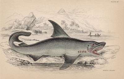Большая белая акула (Charcharias vulgaris (лат.)) из семейства Lamnidae (сельдевые акулы) (лист 27 тома XXVIII "Библиотеки натуралиста" Вильяма Жардина, изданного в Эдинбурге в 1843 году)