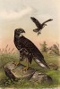 Великолепный осоед в 1/3 натуральной величины (лист IV красивой работы Оскара фон Ризенталя "Хищные птицы Германии...", изданной в Касселе в 1894 году)