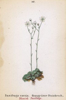 Камнеломка голубоватая (Saxifraga caesia (лат.)) (лист 167 известной работы Йозефа Карла Вебера "Растения Альп", изданной в Мюнхене в 1872 году)