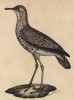 Пёстрый улит (лист из альбома литографий "Галерея птиц... королевского сада", изданного в Париже в 1825 году)