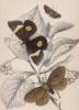 Мотыльки на ветке липы 1. Epidesmia tricolor 2. Scopelodes unicolor 3. Tortrix Crameriana (лат.)) (лист 29 XXXVII тома "Библиотеки натуралиста" Вильяма Жардина, изданного в Эдинбурге в 1843 году)