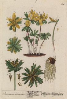 Лютик зимний (аконит из семейства лютиковых) (Aconitum hiemale (лат.)) (лист 576 "Гербария" Элизабет Блеквелл, изданного в Нюрнберге в 1760 году)