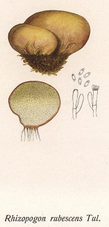 Pизопогон, или трюфель краснеющий, Rhizopogon rubescens Tul. (лат.). Дж.Бресадола, Funghi mangerecci e velenosi, т.II, л.208. Тренто, 1933