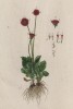 Маргаритка, бельцовый цветок (Bellis hortensis (лат.)) (лист 530 "Гербария" Элизабет Блеквелл, изданного в Нюрнберге в 1760 году)