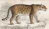 Самка ягуара (Felis Onca (лат.)) по Кювье (лист 11 тома III "Библиотеки натуралиста" Вильяма Жардина, изданного в Эдинбурге в 1834 году)
