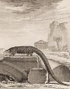 Le Phatagin (фр.), вероятно родственник панголина (лист XVI иллюстраций к четвёртому тому знаменитой "Естественной истории" графа де Бюффона, изданному в Париже в 1753 году)