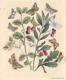 Бабочки семейства пядениц и медведиц. "Книга бабочек" Фридриха Берге, Штутгарт, 1870. 