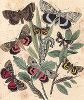 Бабочки-ленточницы. "Книга бабочек" Фридриха Берге, Штутгарт, 1870. 