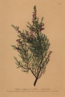 Вереск обыкновенный (Calluna vulgaris Salisb. (лат.)) (из Atlas der Alpenflora. Дрезден. 1897 год. Том III. Лист 299)