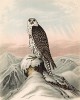 Кречет Falco arcticus (лат.) в 1/3 натуральной величины, обитающий в Гренландии (лист XIX красивой работы Оскара фон Ризенталя "Хищные птицы Германии...", изданной в Касселе в 1894 году)