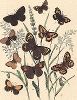 Бабочки-сатириды: крупноглазки, буроглазки и сенницы. "Книга бабочек" Фридриха Берге, Штутгарт, 1870. 