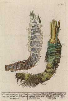 Цикута (кошачья петрушка, вяха, омег, омежник, водяная бешеница, мутник, собачий дягиль, гориголова, свиная вошь и т.п.) -- одно из самых ядовитых растений (лист 574c "Гербария" Элизабет Блеквелл, изданного в Нюрнберге в 1760 году)
