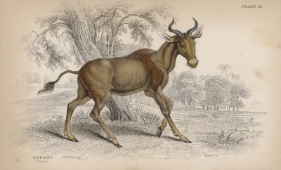 Коровья антилопа (Acrontus bubalis (Лат.)) (лист 18 тома X "Библиотеки натуралиста" Вильяма Жардина, изданного в Эдинбурге в 1843 году)