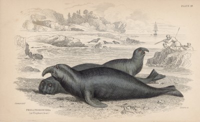 Морской слон (Phoca proboscidea (лат.)) (лист 16 тома VI "Библиотеки натуралиста" Вильяма Жардина, изданного в Эдинбурге в 1843 году)