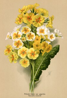 Примула высокая, или гигантская (Primula elatior var. gigantea ). Многолетники наиболее красивые и пригодные для садовой культуры. Санкт-Петербург, 1913