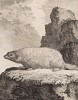 Байбак -- самый крупный грызун семейства беличьих и родственник сурка (лист LXXV иллюстраций к пятому тому знаменитой "Естественной истории" графа де Бюффона, изданному в Париже в 1755 году)