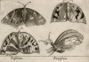 Мотыльки (лист из альбома Nova raccolta de li animali piu curiosi del mondo disegnati et intagliati da Antonio Tempesta... Рим. 1651 год)