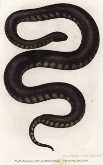 Яванская бородавчатая змея (Acrochordus javanicus (лат.)) - самый крупный представитель рода Acrochordidae. Достигает длины 2,5 м (из Naturgeschichte der Amphibien in ihren Sämmtlichen hauptformen. Вена. 1864 год)