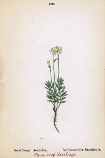 Камнеломка очитковидная (Saxifraga sedoides (лат.)) (лист 179 известной работы Йозефа Карла Вебера "Растения Альп", изданной в Мюнхене в 1872 году)