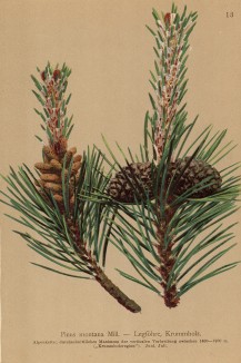 Сосна горная -- один из самых высокогорных долгожителей Земли (Pinus montana (лат.)) (из Atlas der Alpenflora. Дрезден. 1897 год. Том I. Лист 13)