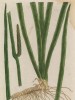 Корень ирный (аир болотный, или тростниковый (лат. Acorus calamus)) — вид водных и болотных трав -- пряно-ароматического растение -- заменитель лаврового листа, корицы и имбиря (лист 466 "Гербария" Э. Блеквелл, изданного в Нюрнберге в 1760 году)