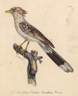 Ани, или кукушка-личинкоед (лист из альбома литографий "Галерея птиц... королевского сада", изданного в Париже в 1822 году)