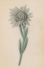 Эдельвейс (Gnaphalium Leontopodium (лат.)) (лист 209 известной работы Йозефа Карла Вебера "Растения Альп", изданной в Мюнхене в 1872 году)