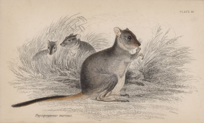 Кенгуровая крыса (Hypsiprymnus murinus (лат.)) (лист 16 тома VIII "Библиотеки натуралиста" Вильяма Жардина, изданного в Эдинбурге в 1841 году)