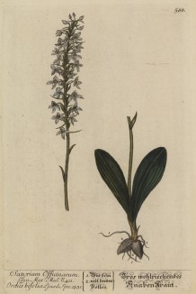 Орхидея Satyrium Officinarum (лат.) (лист 588 "Гербария" Элизабет Блеквелл, изданного в Нюрнберге в 1760 году)