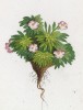 Проломник Гаусмана (Androsace Hausmannii (лат.)) (лист 335 известной работы Йозефа Карла Вебера "Растения Альп", изданной в Мюнхене в 1872 году)