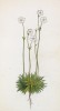 Проломник млечный (белый) (Androsace lactea (лат.)) (лист 341 известной работы Йозефа Карла Вебера "Растения Альп", изданной в Мюнхене в 1872 году)
