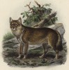 Волк антарктический (лист VIII иллюстраций к известной работе Джорджа Миварта "Семейство волчьих". Лондон. 1890 год)