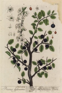 Тёрн (Prunus spinosa (лат.)) (лист 494 "Гербария" Элизабет Блеквелл, изданного в Нюрнберге в 1760 году)