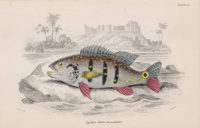 Рыба из семейства цихловые (Cychla flavo-maculata (лат.)) (лист 6 тома XL "Библиотеки натуралиста" Вильяма Жардина, изданного в Эдинбурге в 1860 году)