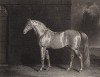 Конь Полковник кремового окраса, принадлежащий её величеству королеве Виктории. Лондон, 1843