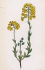 Алиссум горный (Гмелина) (Alyssum montanum (лат.)) (лист 55 известной работы Йозефа Карла Вебера "Растения Альп", изданной в Мюнхене в 1872 году)