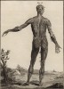 Анатомия. Вид мускулатуры со спины по Альбениусу. (Ивердонская энциклопедия. Том I. Швейцария, 1775 год)
