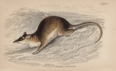 Голохвостый опоссум (Didelphys nudicaudata (лат.)) (лист 2 тома VIII "Библиотеки натуралиста" Вильяма Жардина, изданного в Эдинбурге в 1841 году)