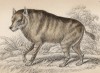 Гиена (H. villosa (лат.)) (лист 29 тома V "Библиотеки натуралиста" Вильяма Жардина, изданного в Эдинбурге в 1840 году)