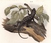 Игуана Leiosaurus belli (лат.), обитающая в Мексике (из Naturgeschichte der Amphibien in ihren Sämmtlichen hauptformen. Вена. 1864 год)