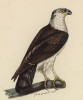Канюк (лист из альбома литографий "Галерея птиц... королевского сада", изданного в Париже в 1822 году)