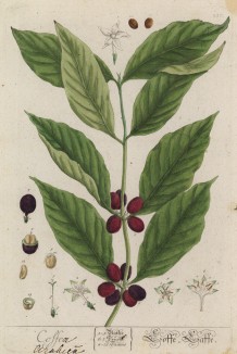 Кофейное дерево, или кофе (Coffea (лат.)) — род вечнозелёных растений семейства мареновые (лист 337 "Гербария" Элизабет Блеквелл, изданного в Нюрнберге в 1757 году)