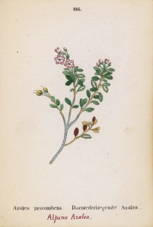 Азалия стелющаяся (Azalea procumbes (лат.)) (лист 266 известной работы Йозефа Карла Вебера "Растения Альп", изданной в Мюнхене в 1872 году)