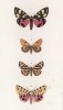 Бабочки Callimorpha Dominula (1), Euthemonia Russula (2), а также бабочки рода Сhelonia: Plantaginis (3) и Purpurea (4) (лат.)) (лист 56)