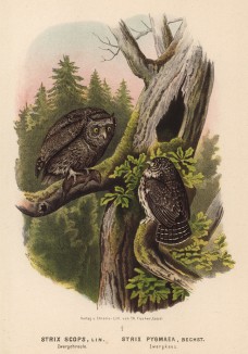 Филин и совка в 1/2 натуральной величины (лист LIII красивой работы Оскара фон Ризенталя "Хищные птицы Германии...", изданной в Касселе в 1894 году)